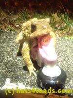 /home//u458753944/public_html/sourcegallery////////////////////////////Roxborough Toad Detour/2023/2023-03-23/P3230627.JPG